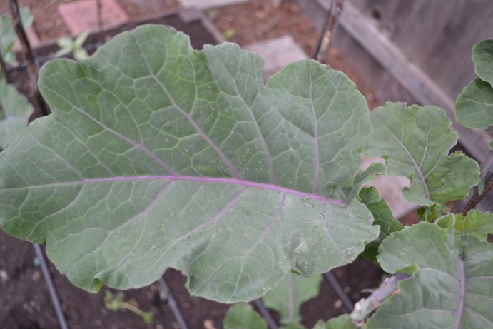 Tree collard leaf