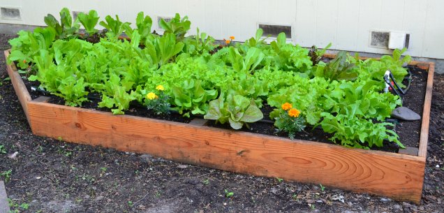 Lettuce bed early May