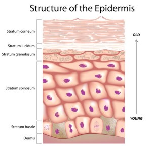 skin layers