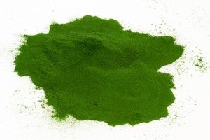 Chlorella