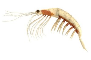 Krill